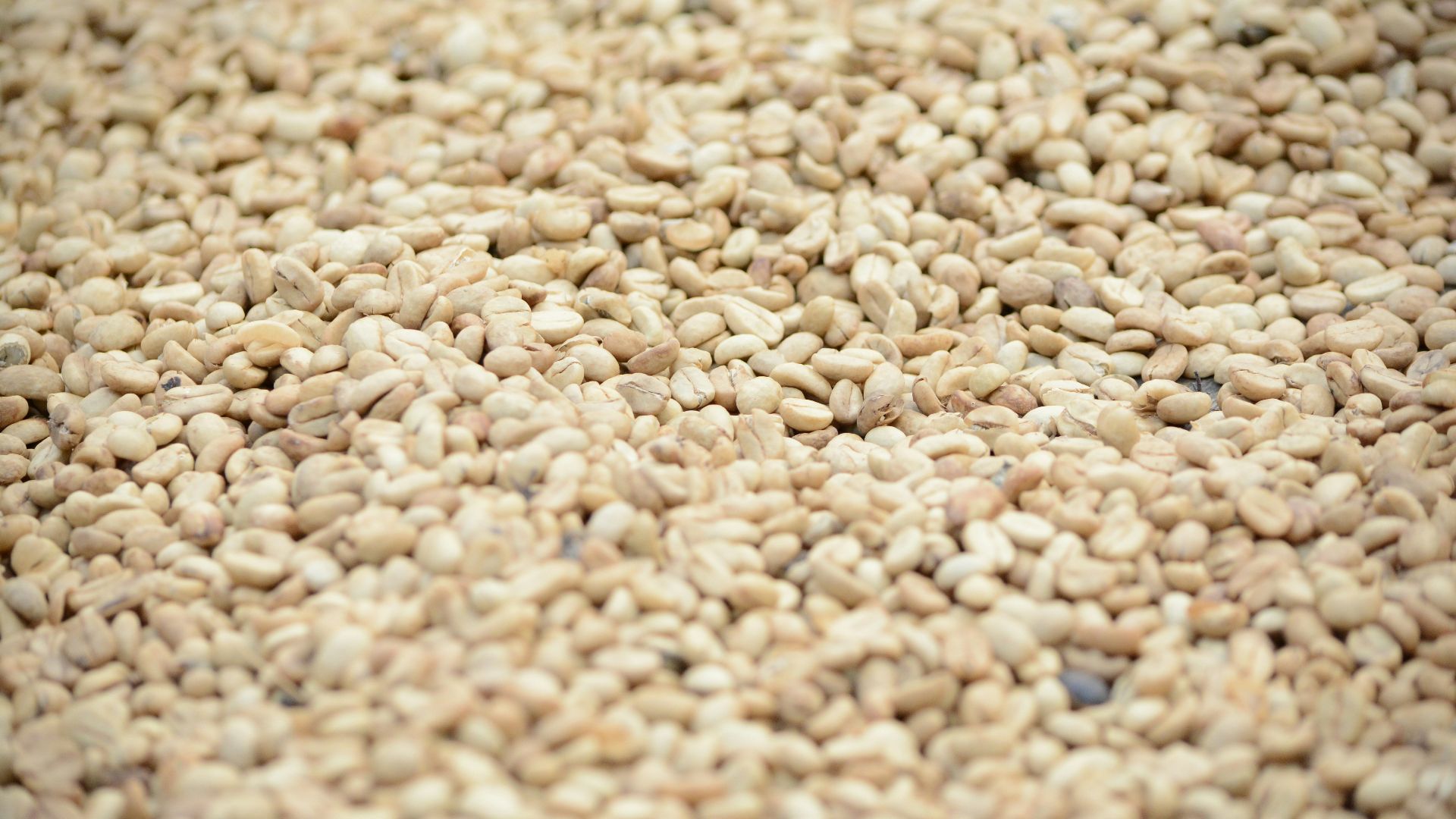 brown and white pebbles in close up photography