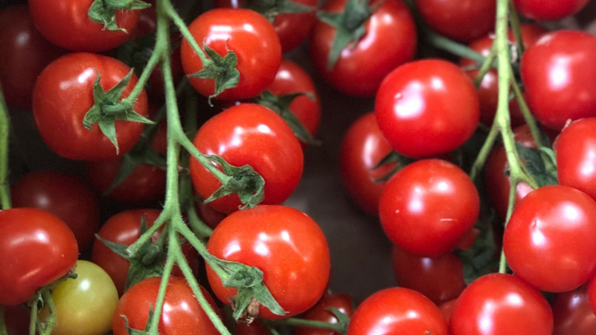 red cherry fruit on brown stick