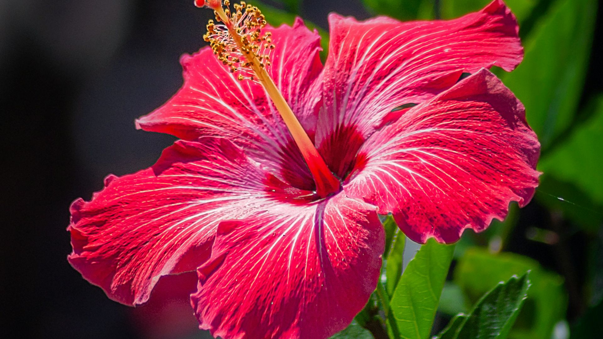 red hibiscus flower