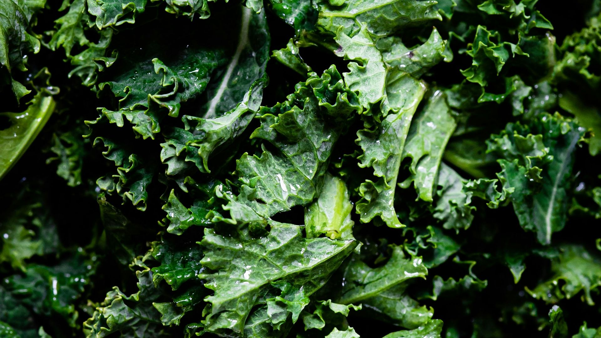 green leaves in macro lens