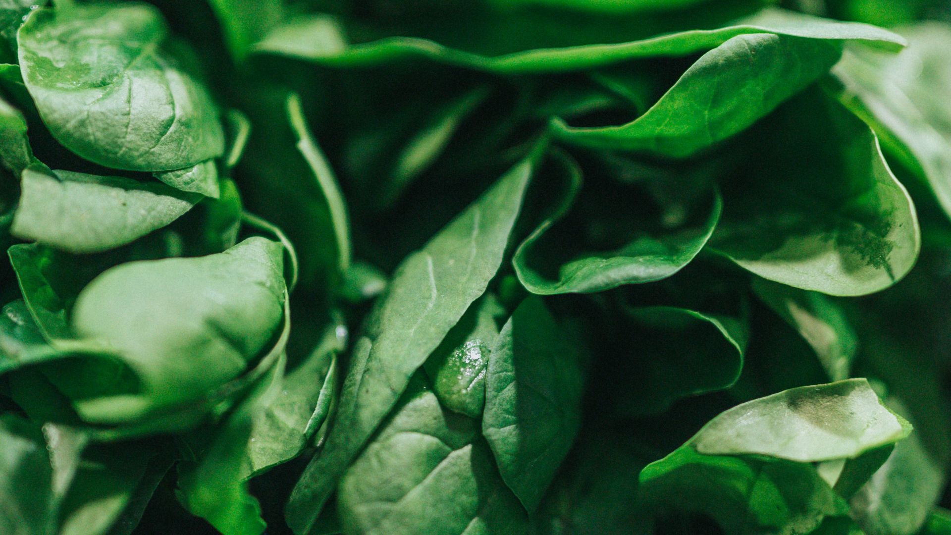 green leafy vegetable