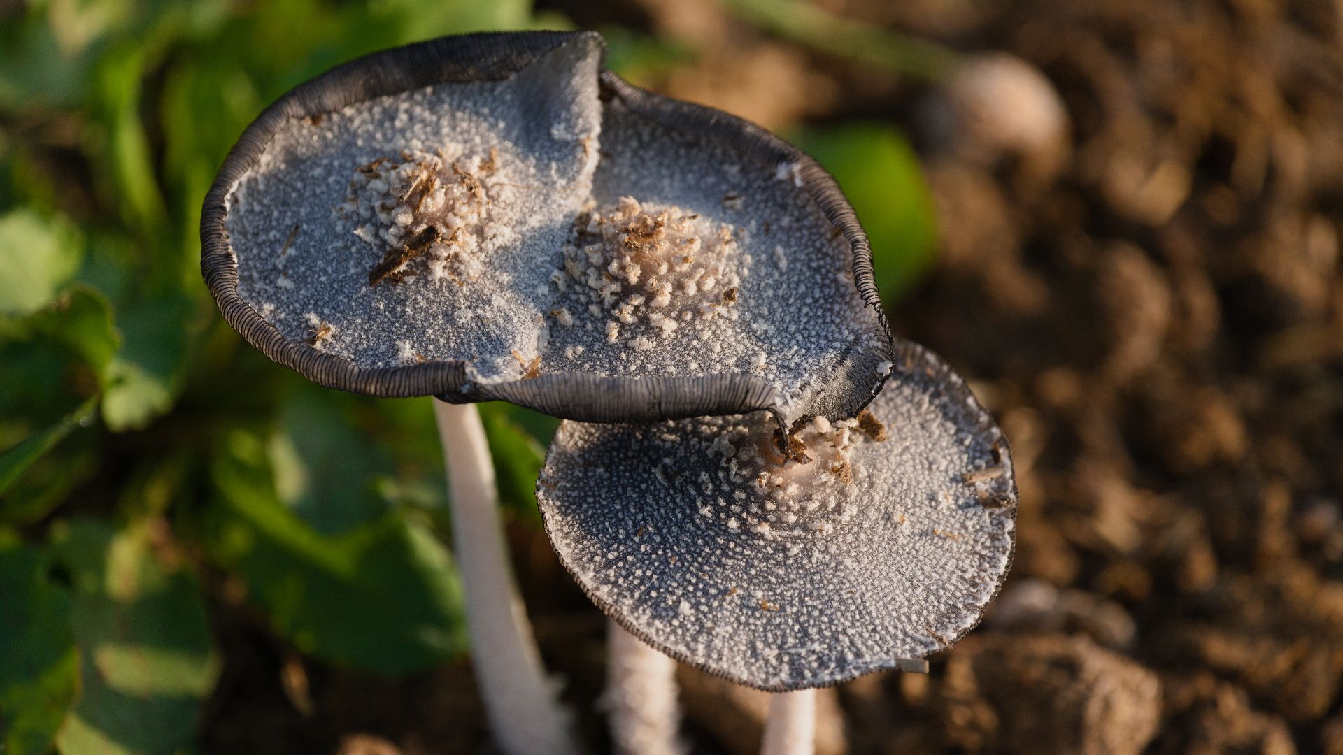 File:Wild mushroom in Jalalpur, Patiala district 01.jpg