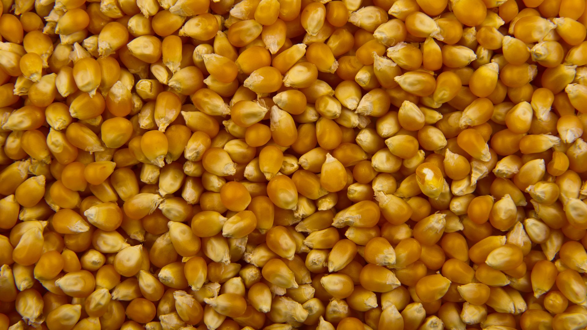 File:Popcorn - Studio - 2011.jpg