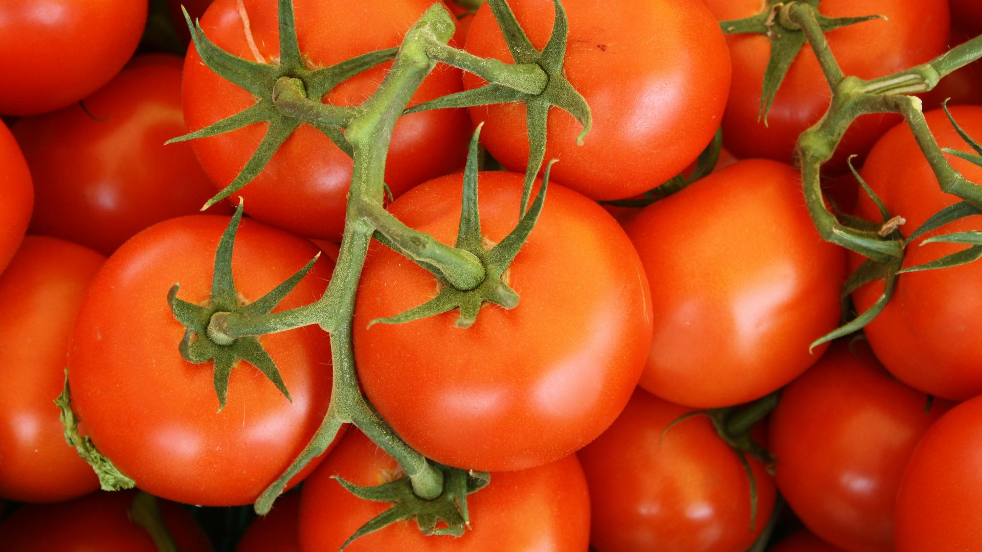top view of tomatoes