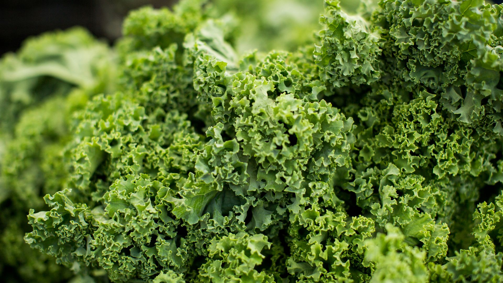 macro shot photography of lettuce