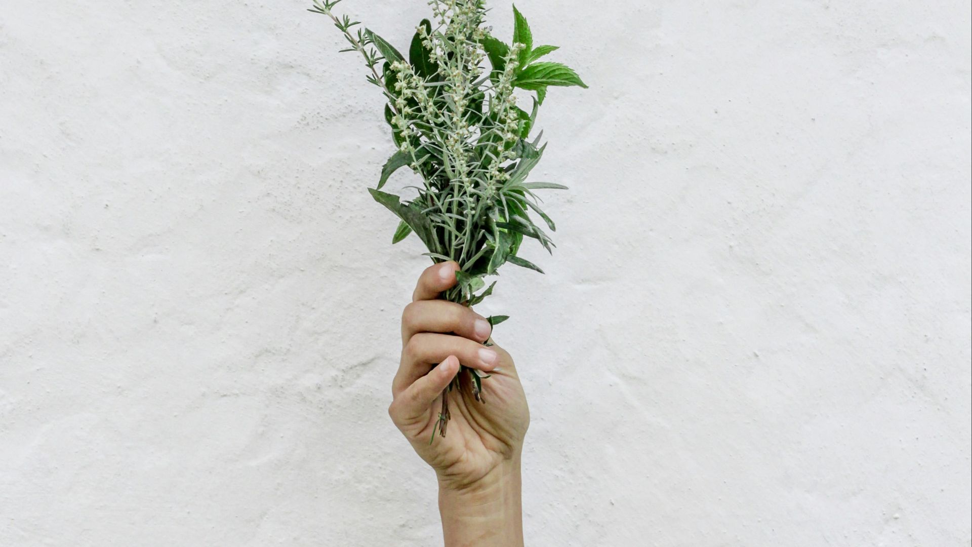 person holding green plants