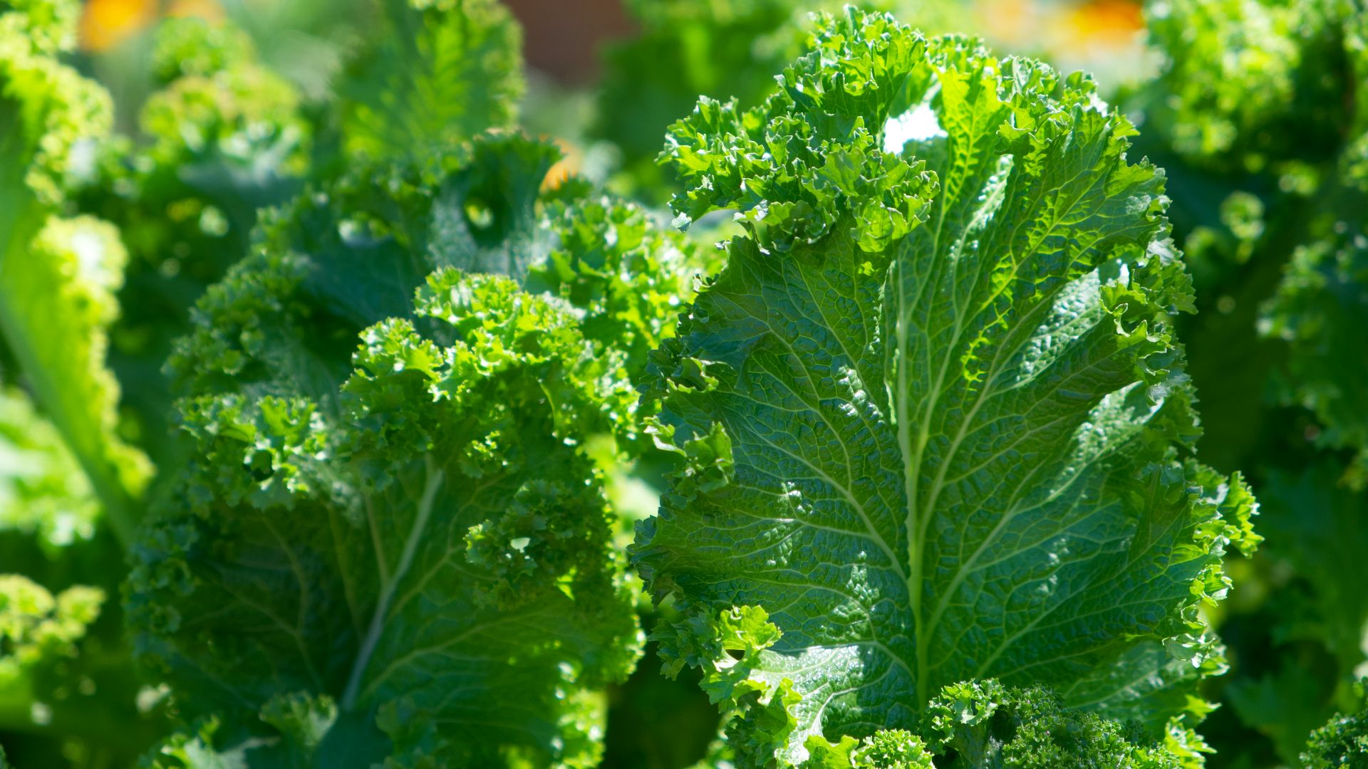 green plant in close up photography