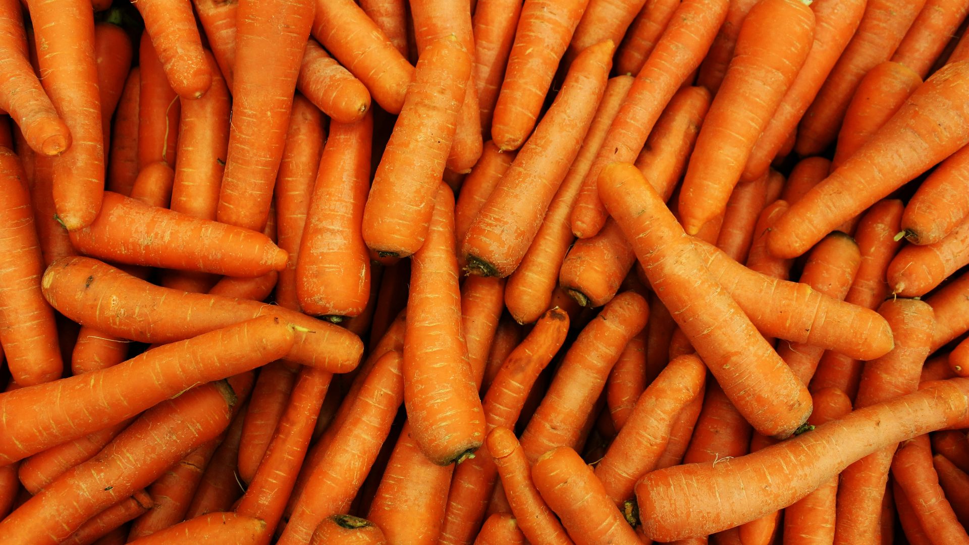 a pile of carrots