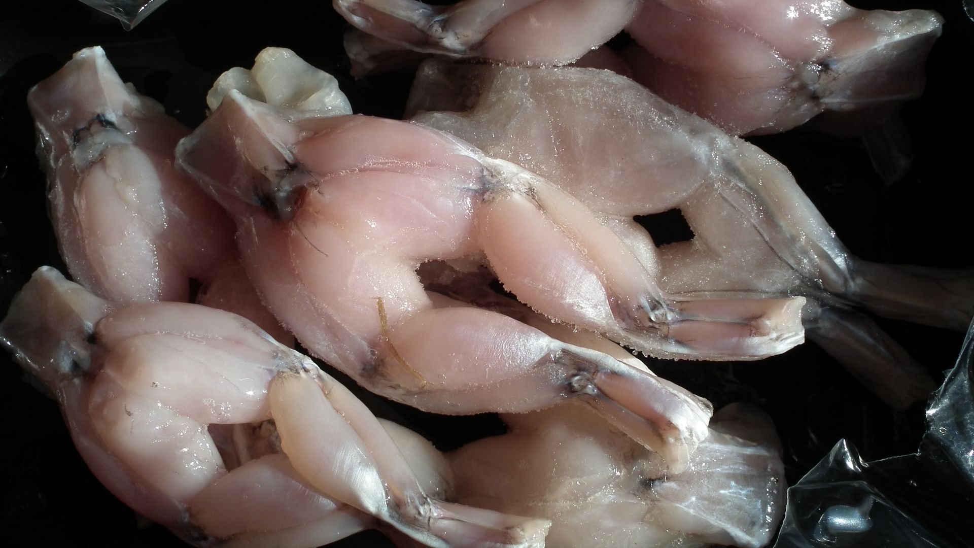 File:Frog legs in Poznan (3).jpg