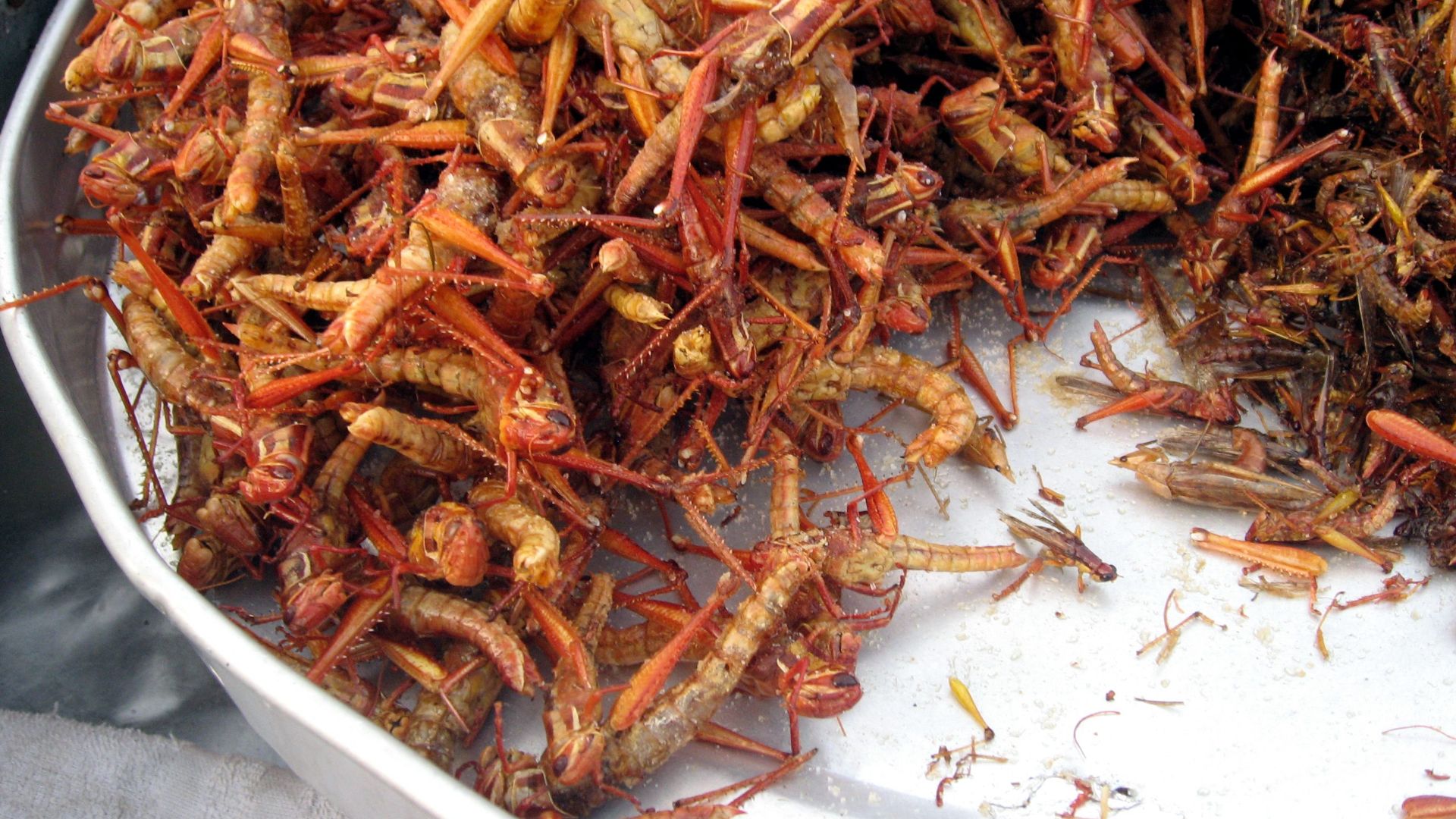 File:Fried grasshoppers in Bangkok.jpg