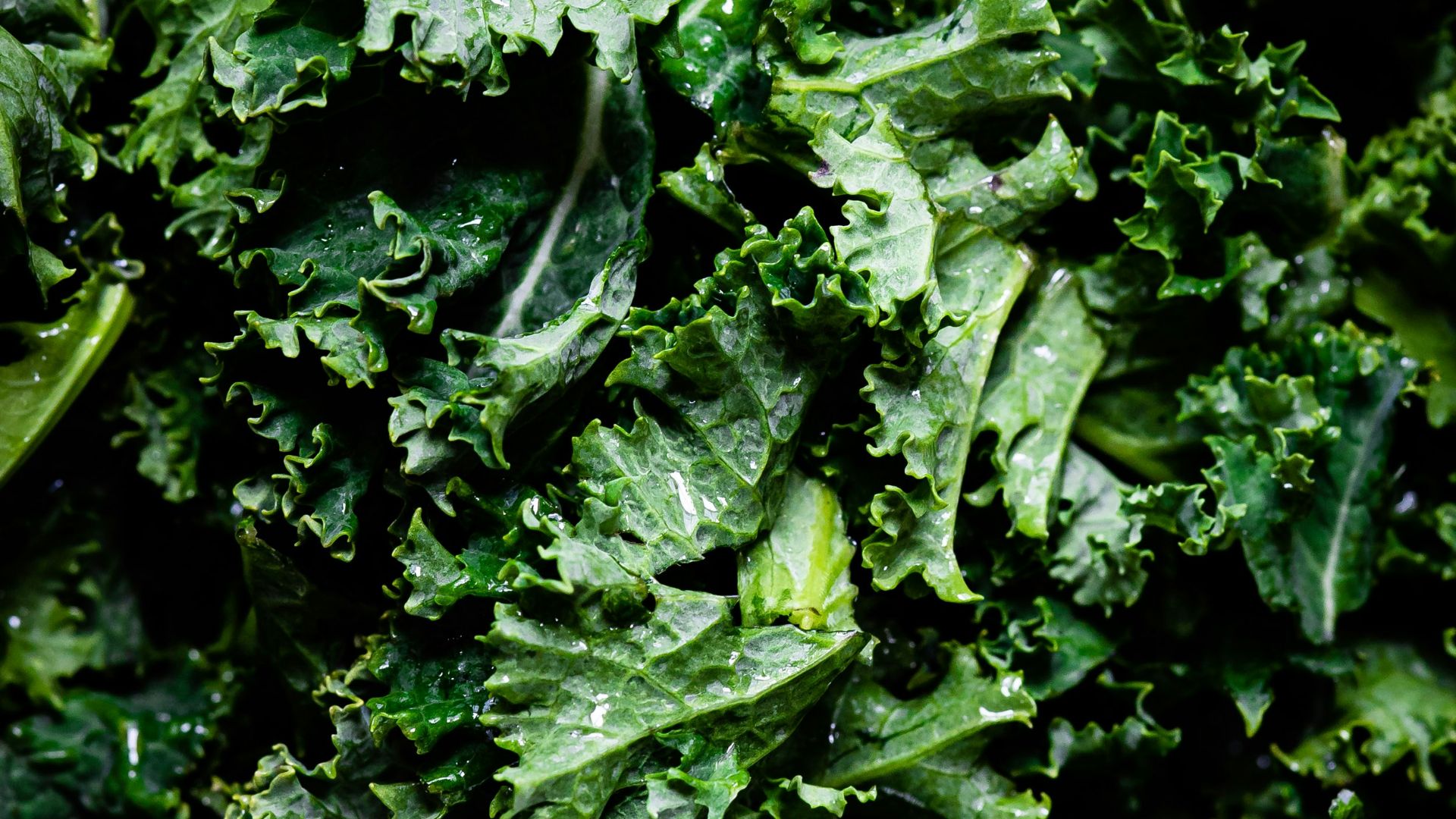 green leaves in macro lens