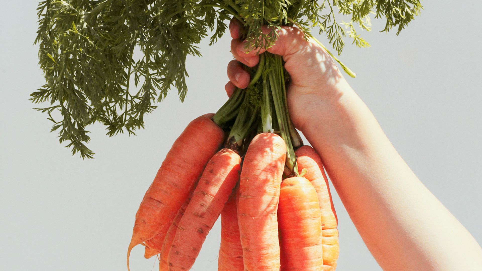 person holding green and red bird on orange carrot