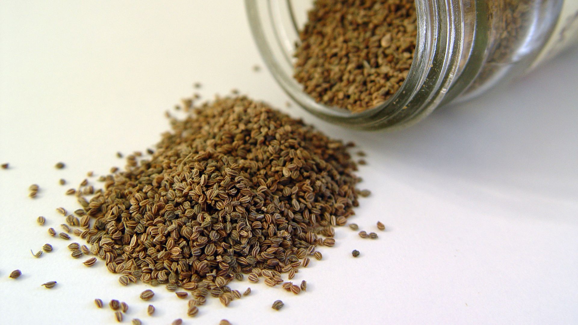 File:Celery seed.jpg