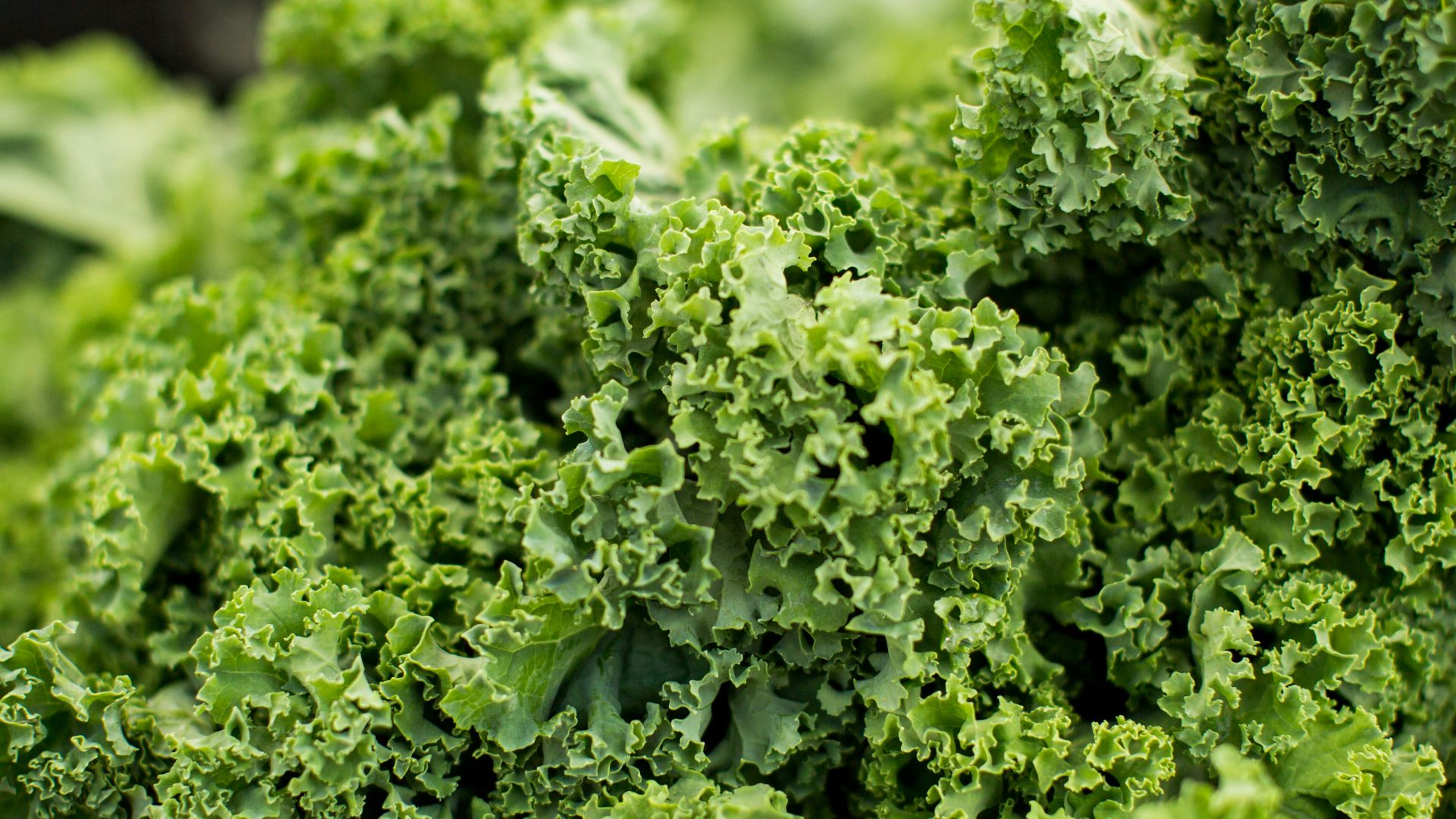 macro shot photography of lettuce
