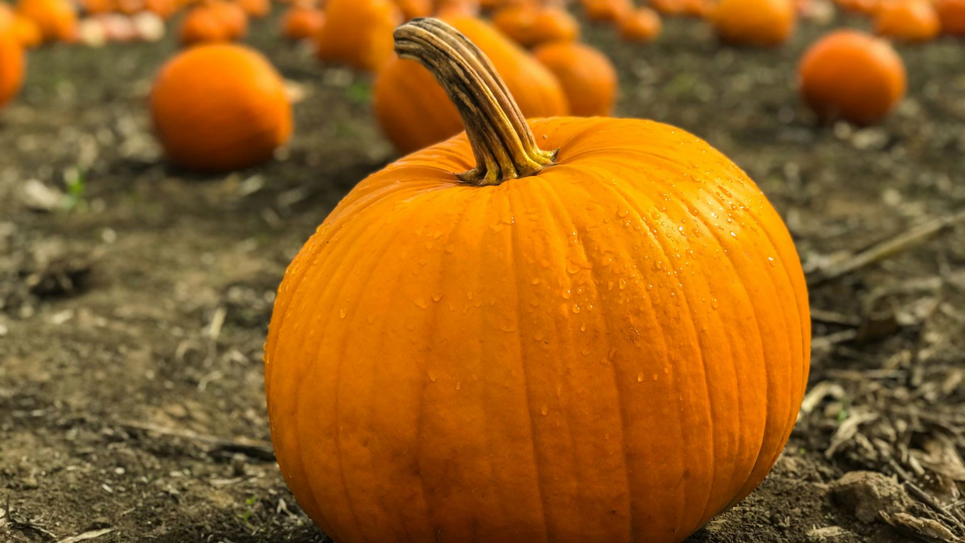 orange pumpkins on gray field near green grassland at daytime selective focus photography