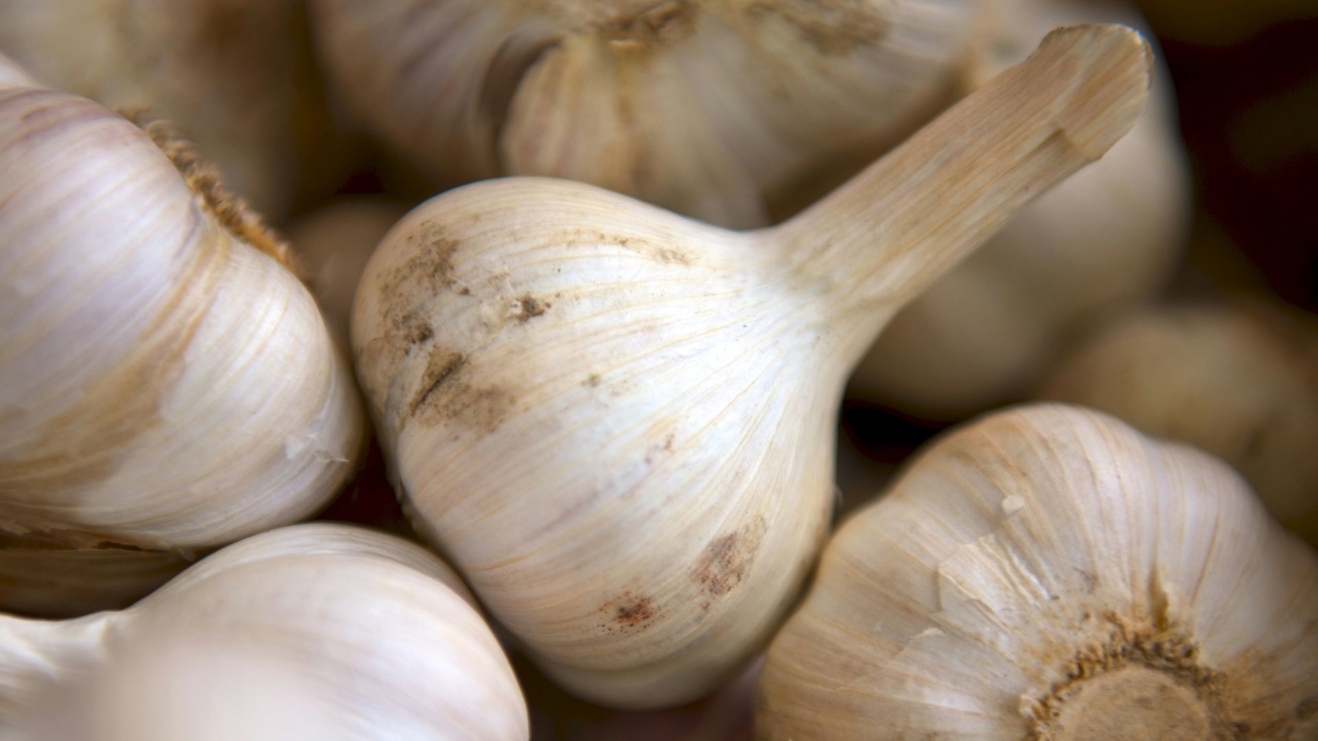 selective focus photography of onion