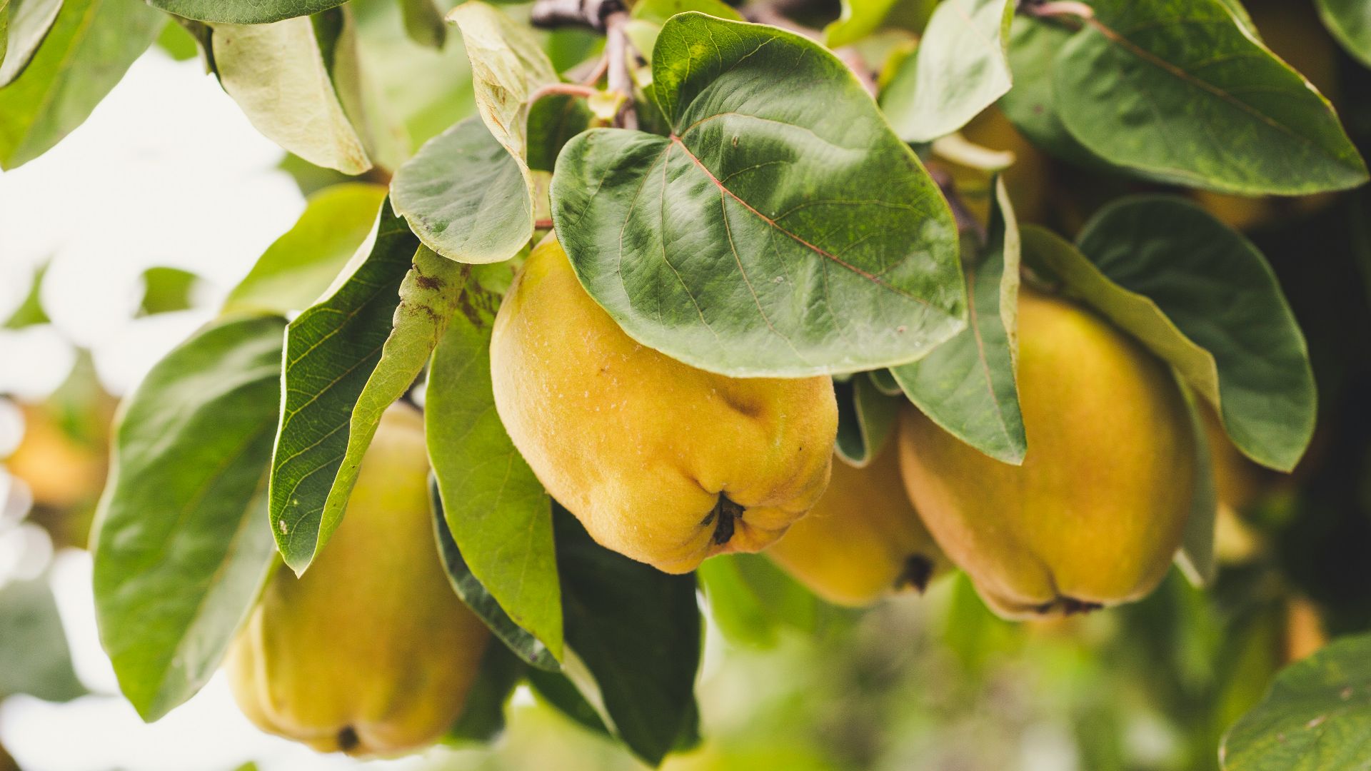macro photography of round yellow fruits