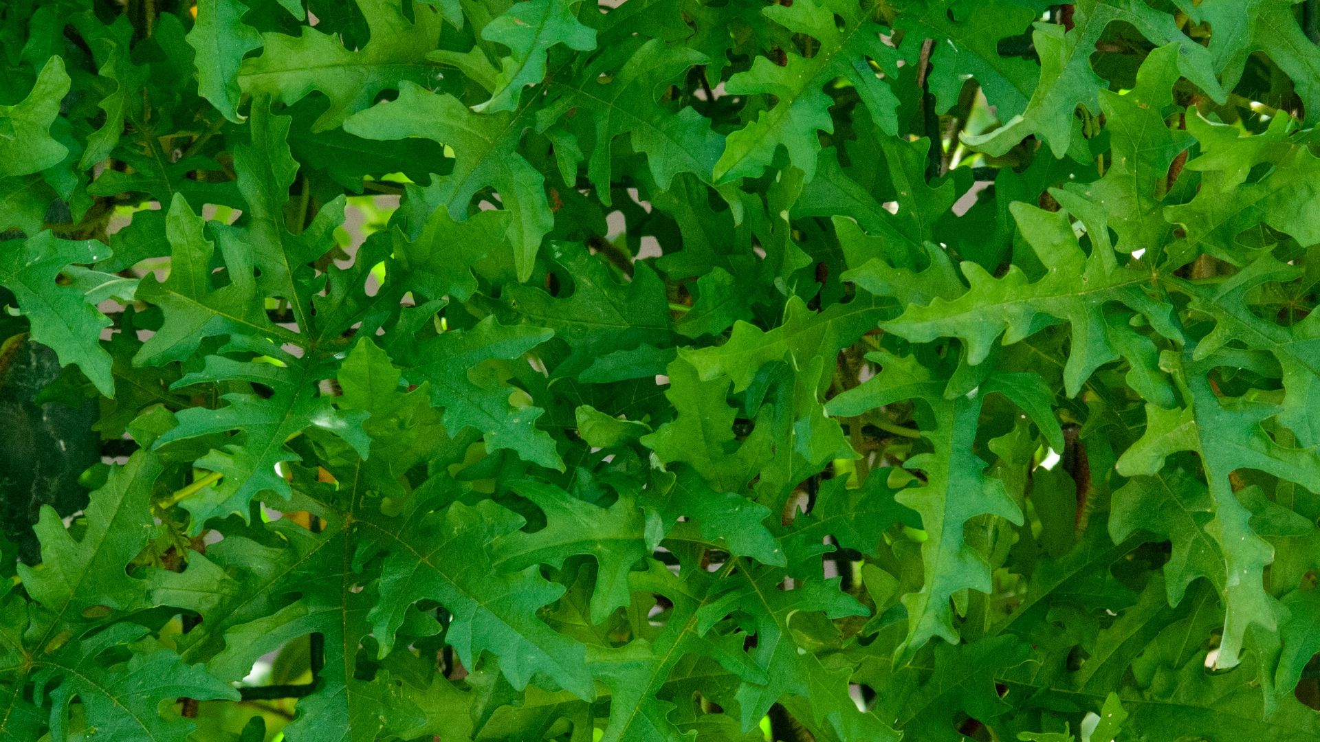 green plant with yellow flower buds