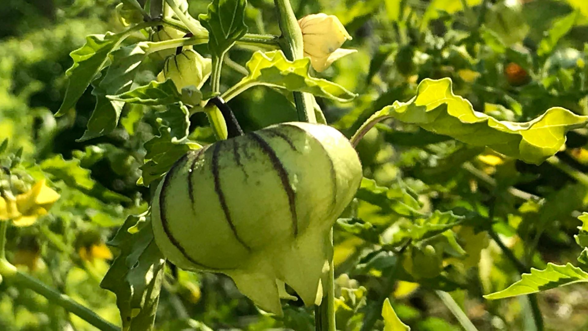 a close up of a flower on a plant