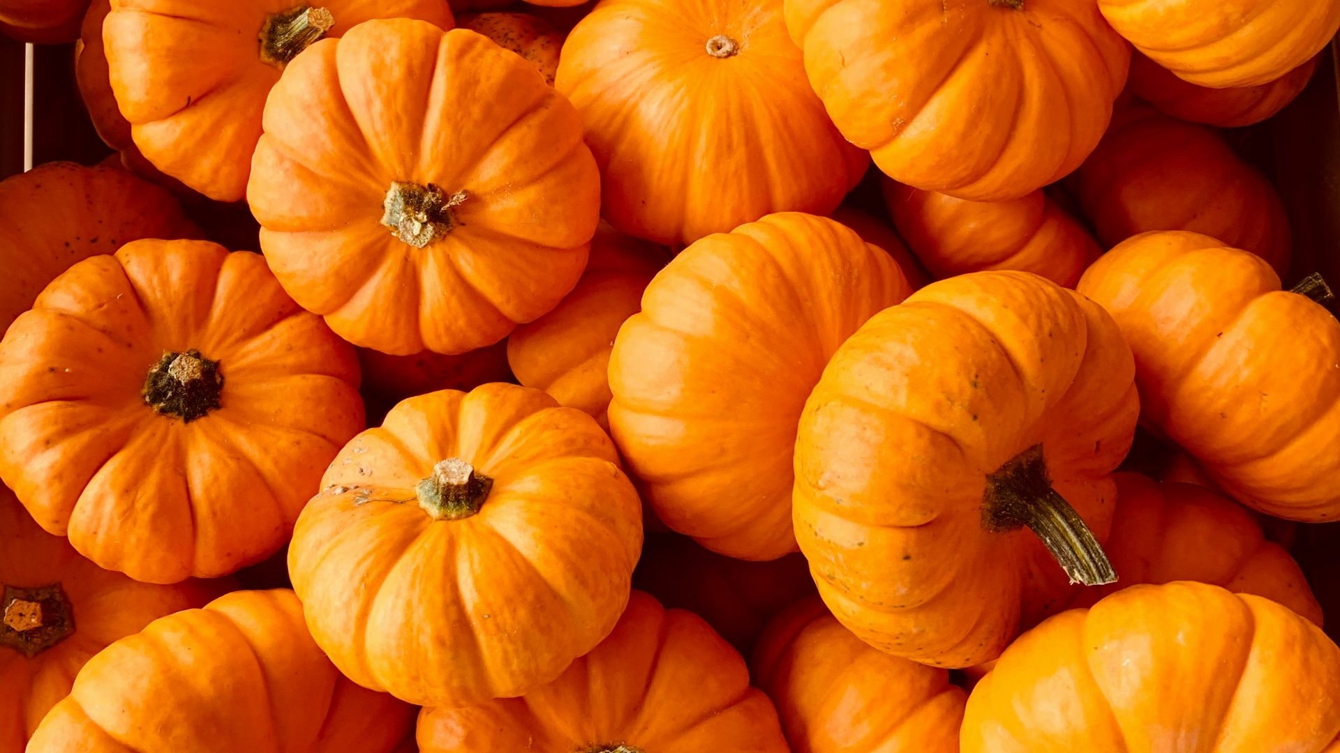 ile of orange pumpkins