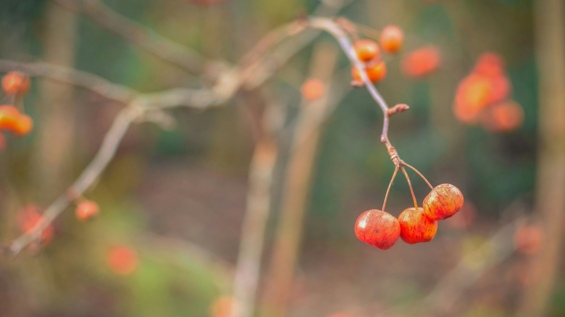 a close up of a tree with berries on it