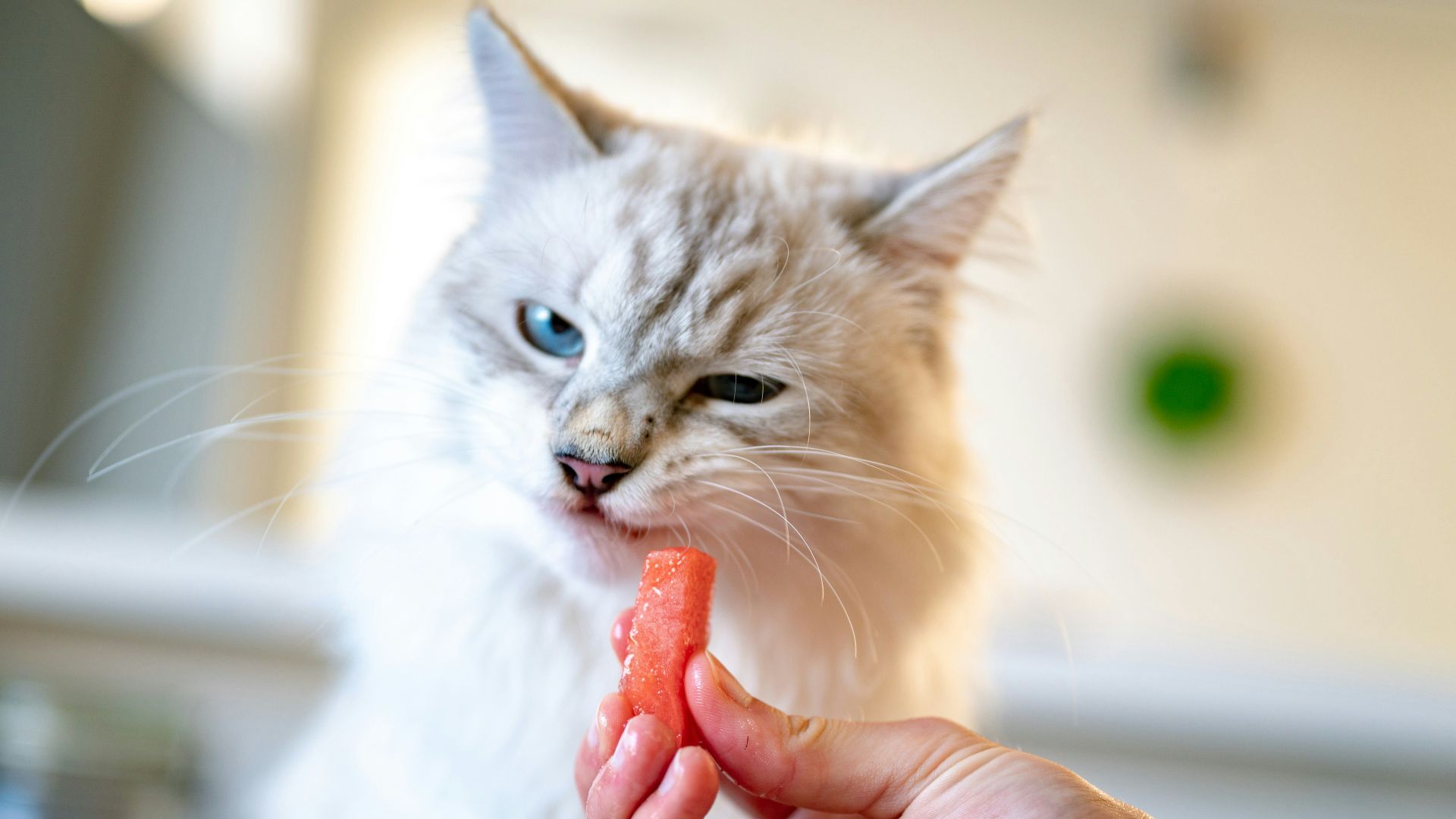 person holding orange tabby kitten