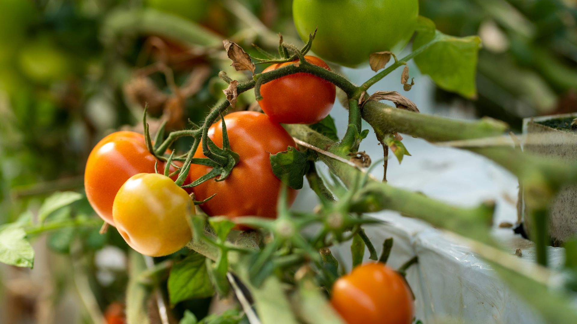 a bunch of tomatoes growing on a vine