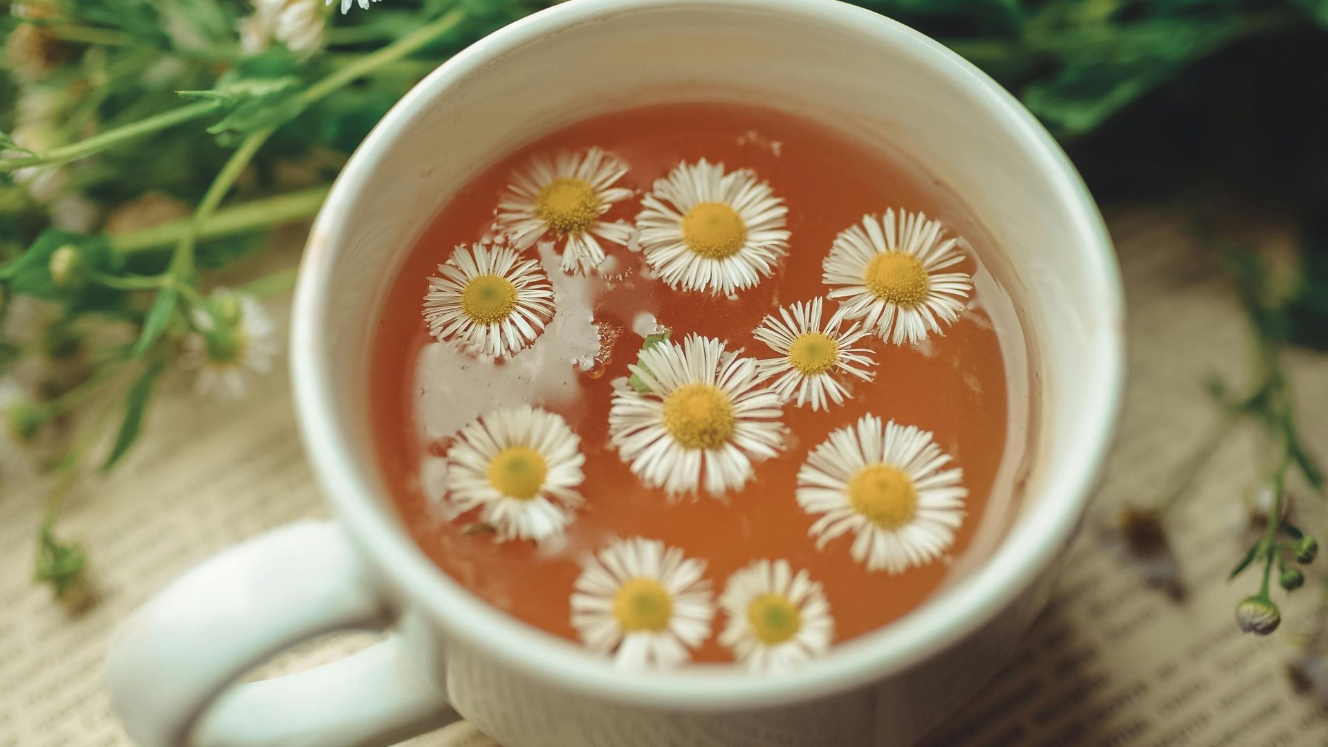 Аня Кринцер