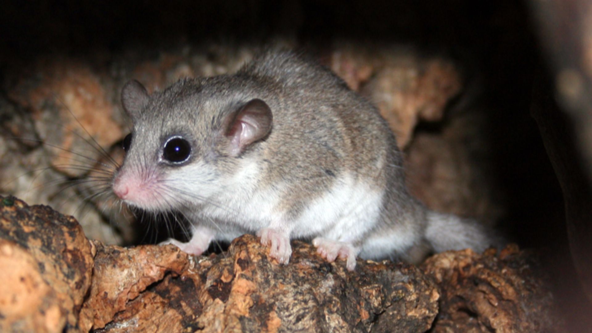 File:Graphiurus spec -murinus-1.jpg