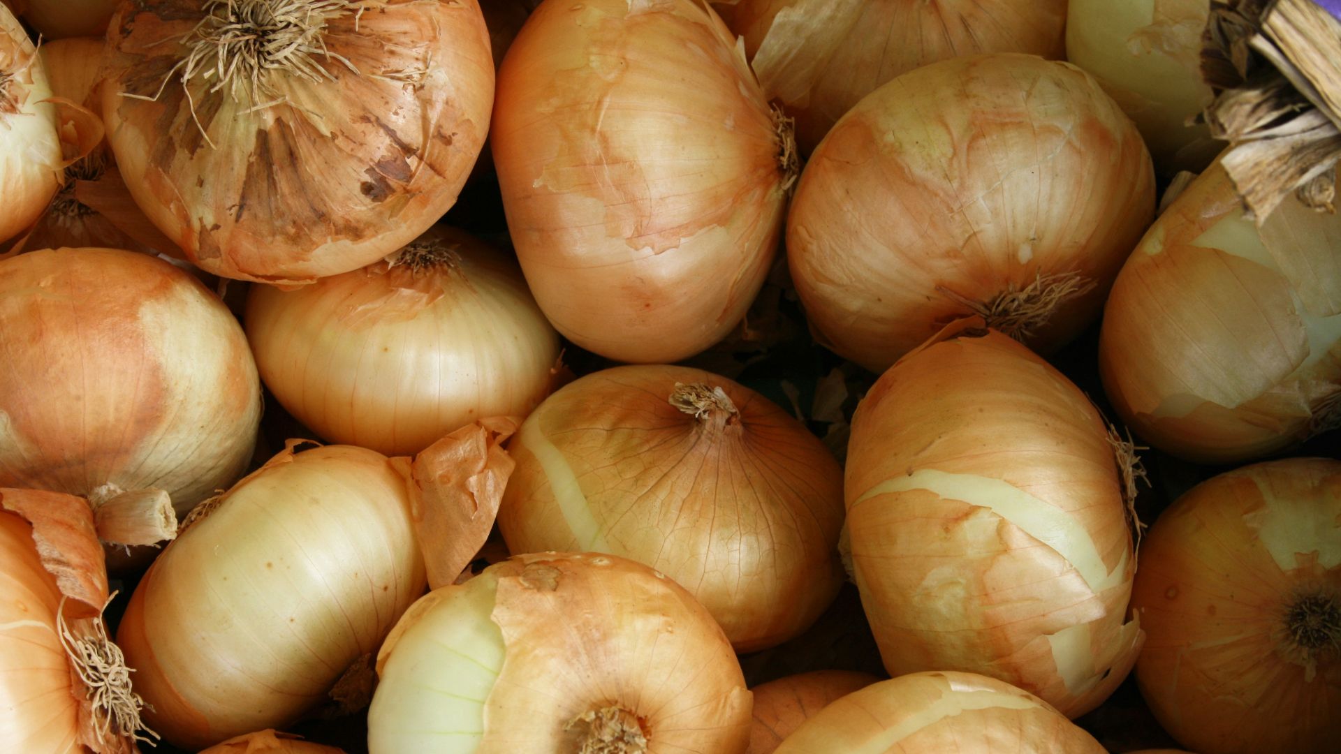 brown onion lot