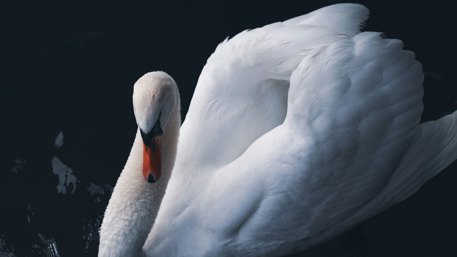 a large white swan floating on top of a body of water