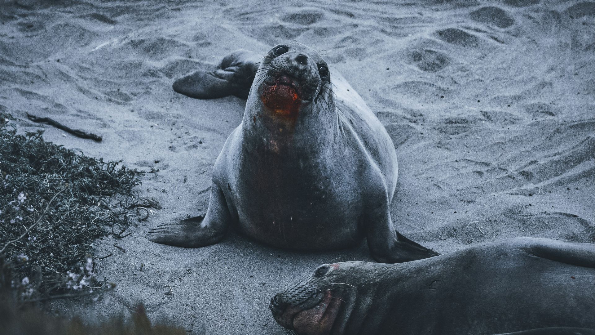 sea lion on white sand during daytime