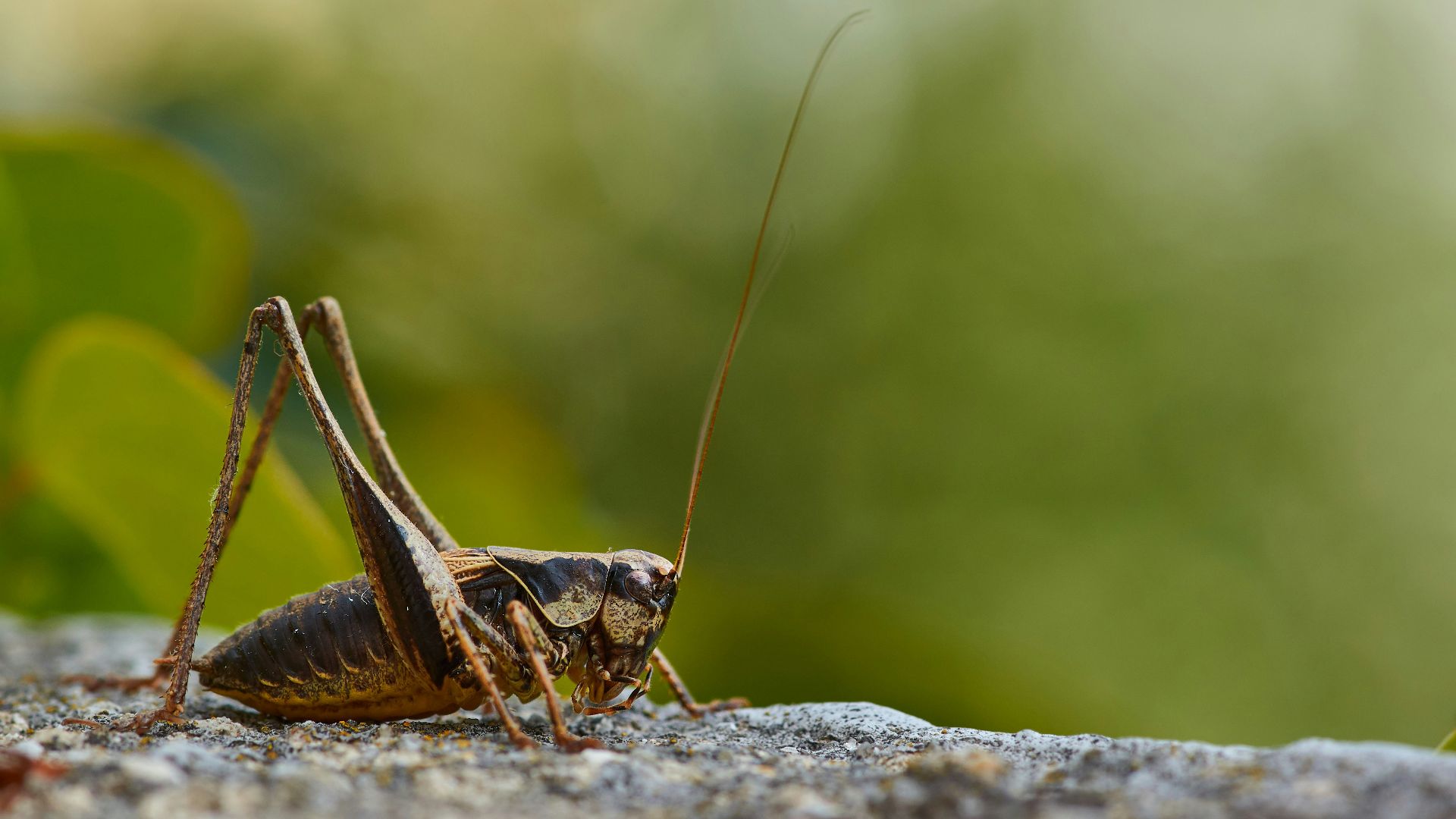brown grasshopper on gray rock during daytime