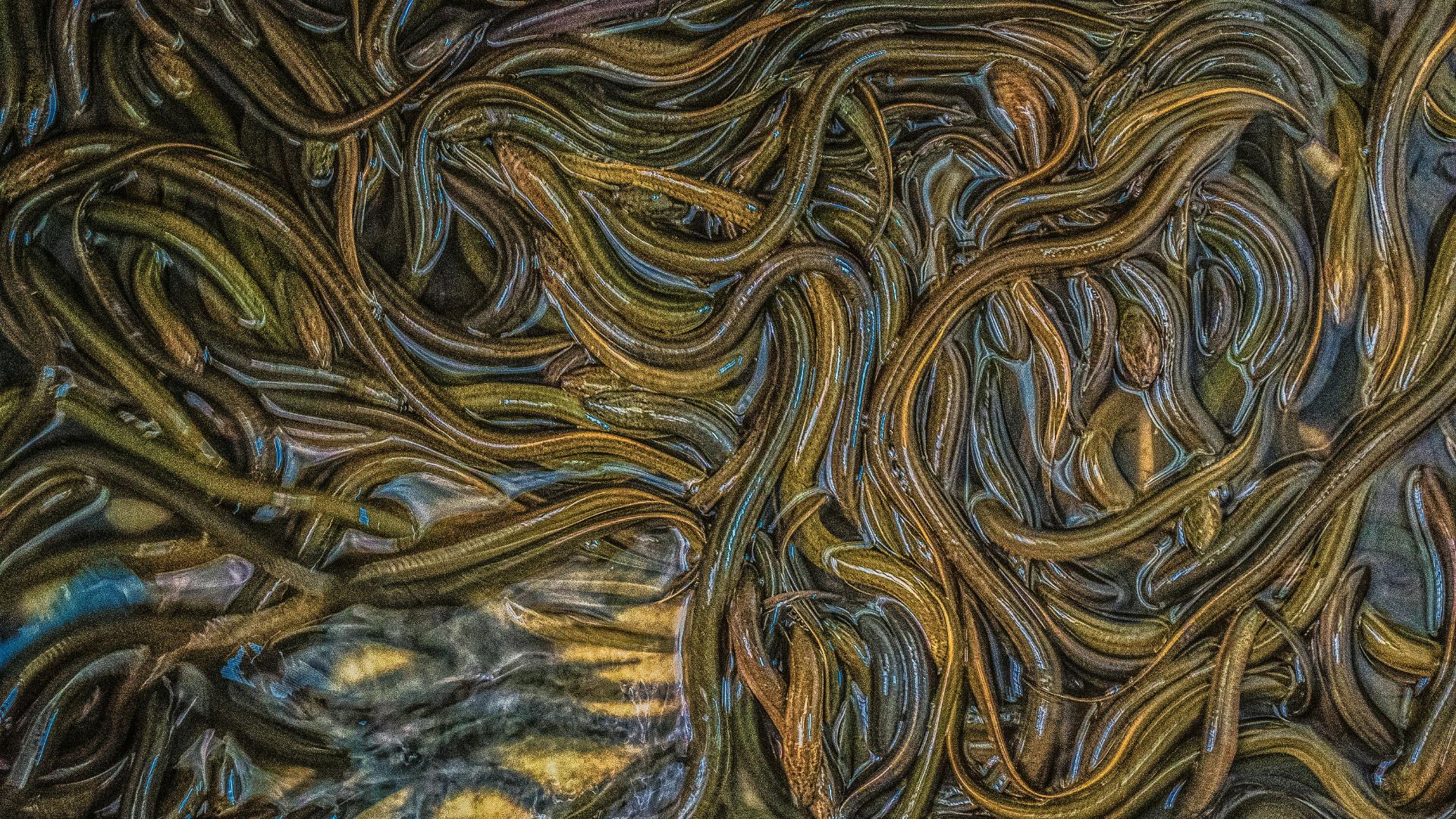 Kosygin Leishangthem