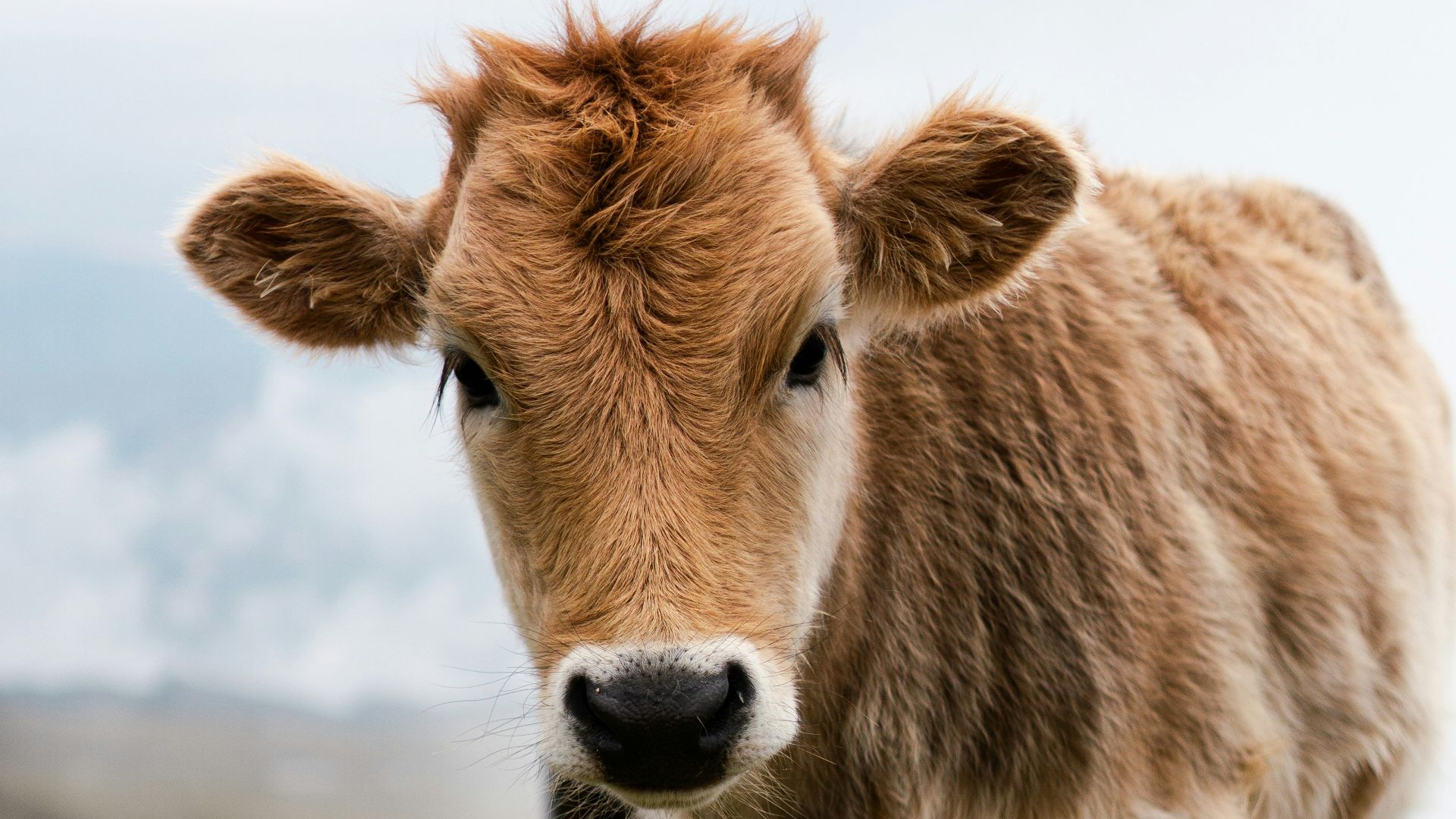 a brown and white cow standing on top of a grass covered field