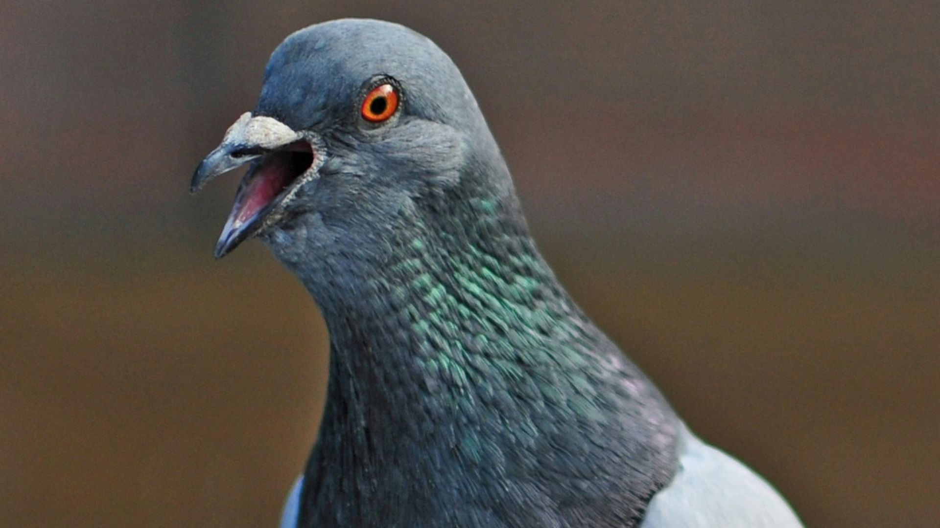 grey pigeon on grey metal rod