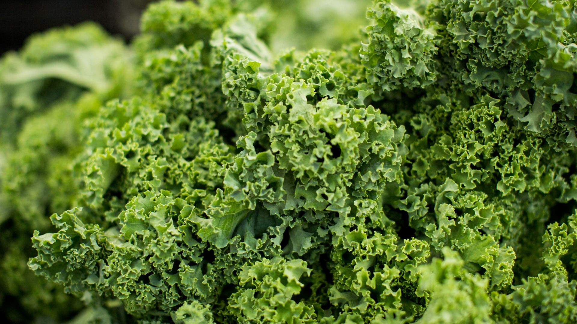 macro shot photography of lettuce