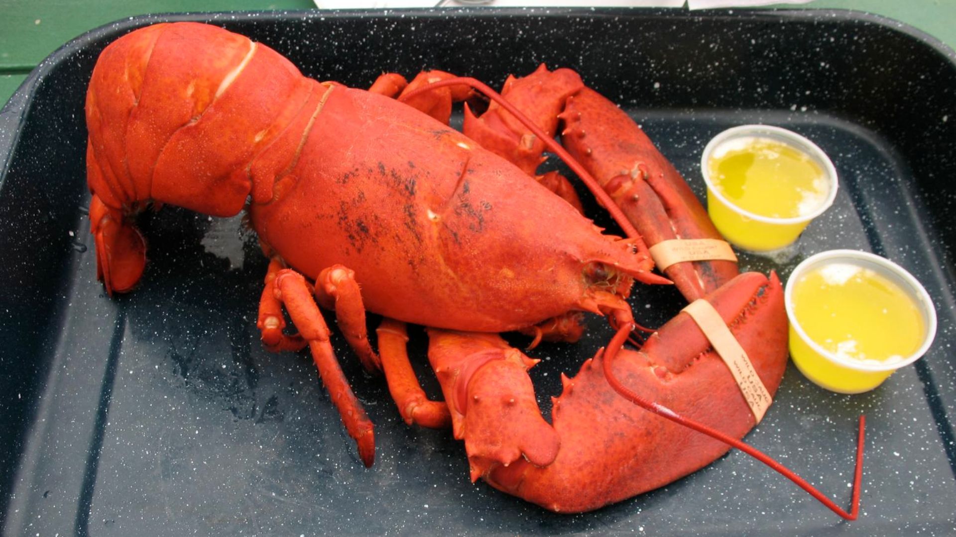 File:Maine Lobster.jpg
