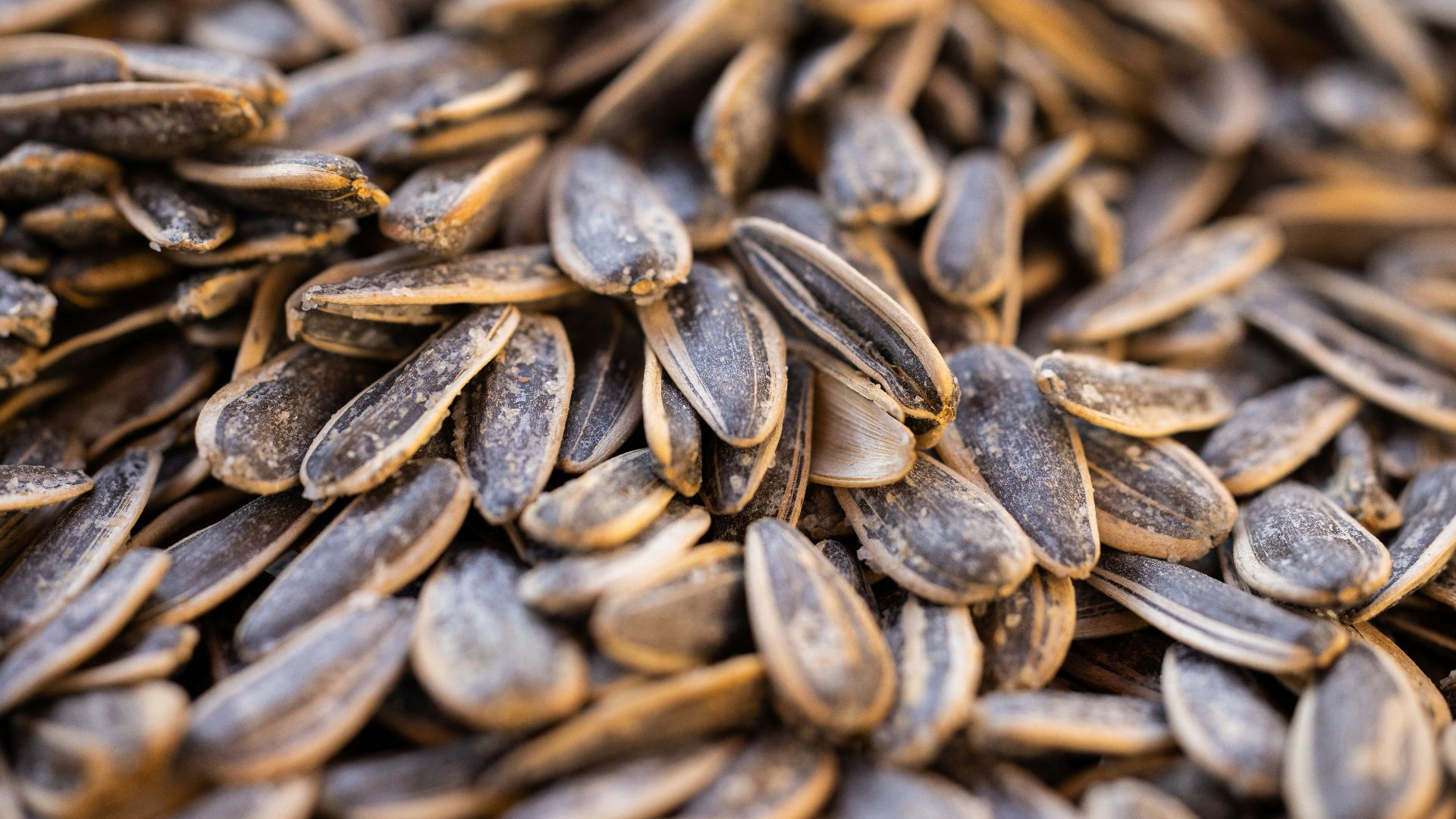 a close up of a pile of sunflower seeds