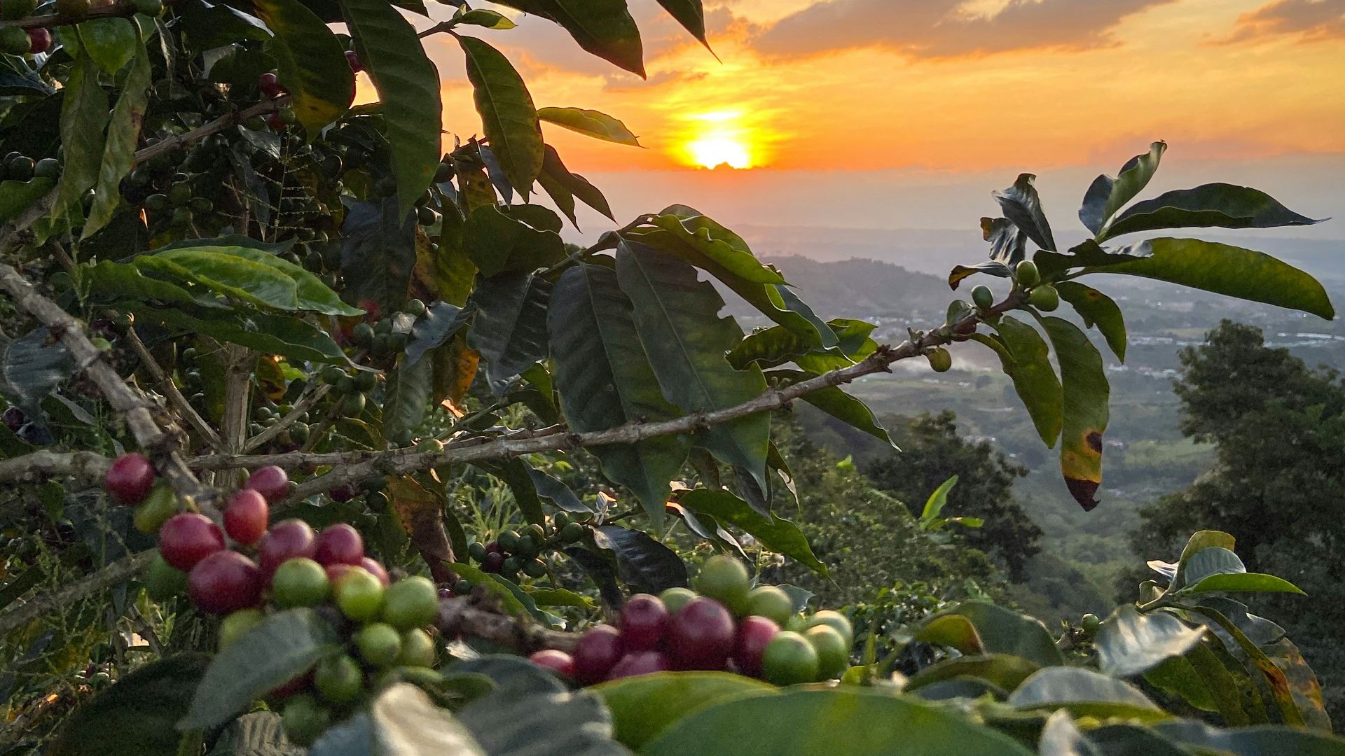 a tree filled with lots of green leaves