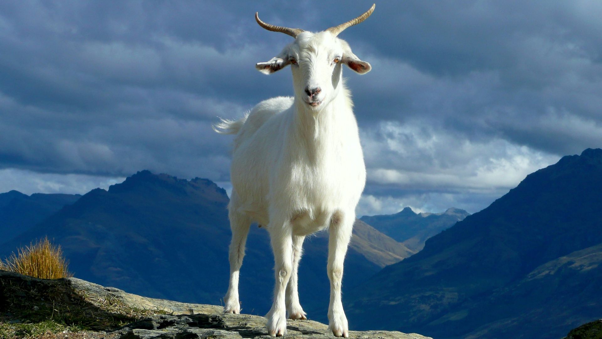 white cow on green grass field under white clouds and blue sky during daytime