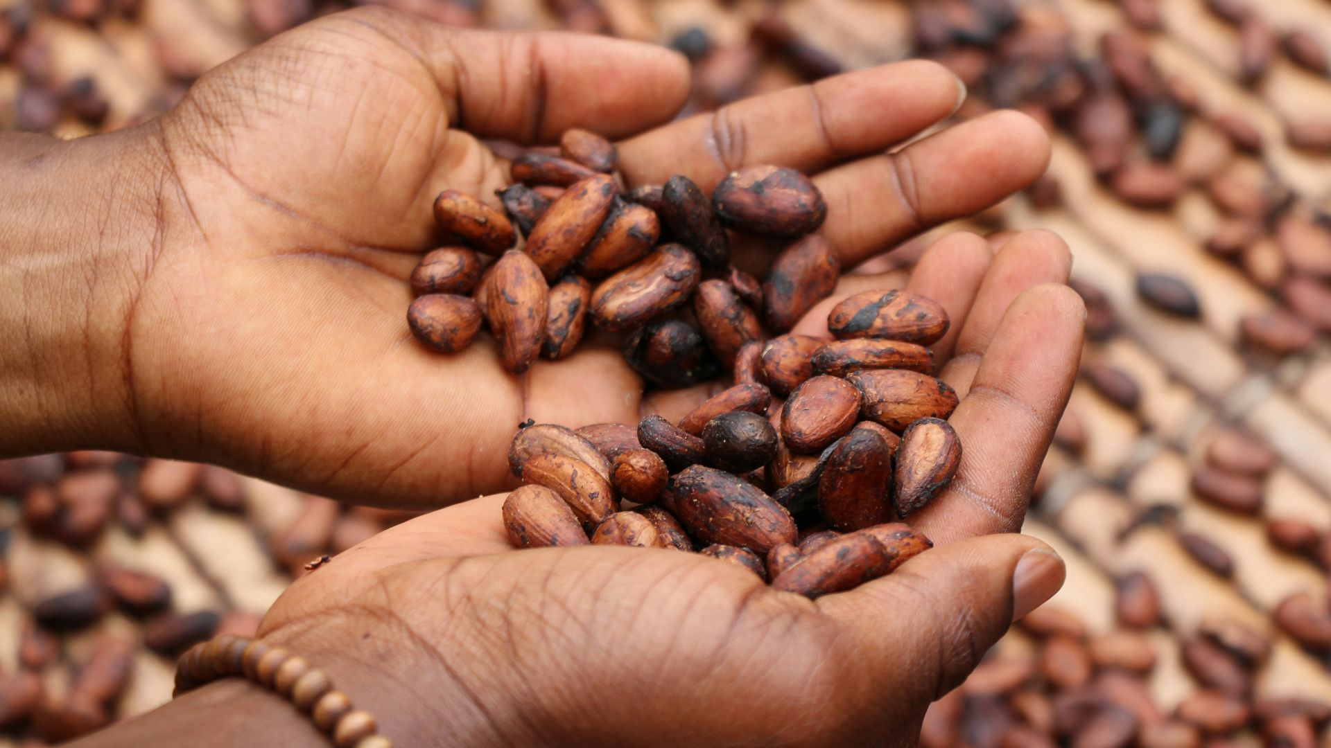 person holding brown and black seeds