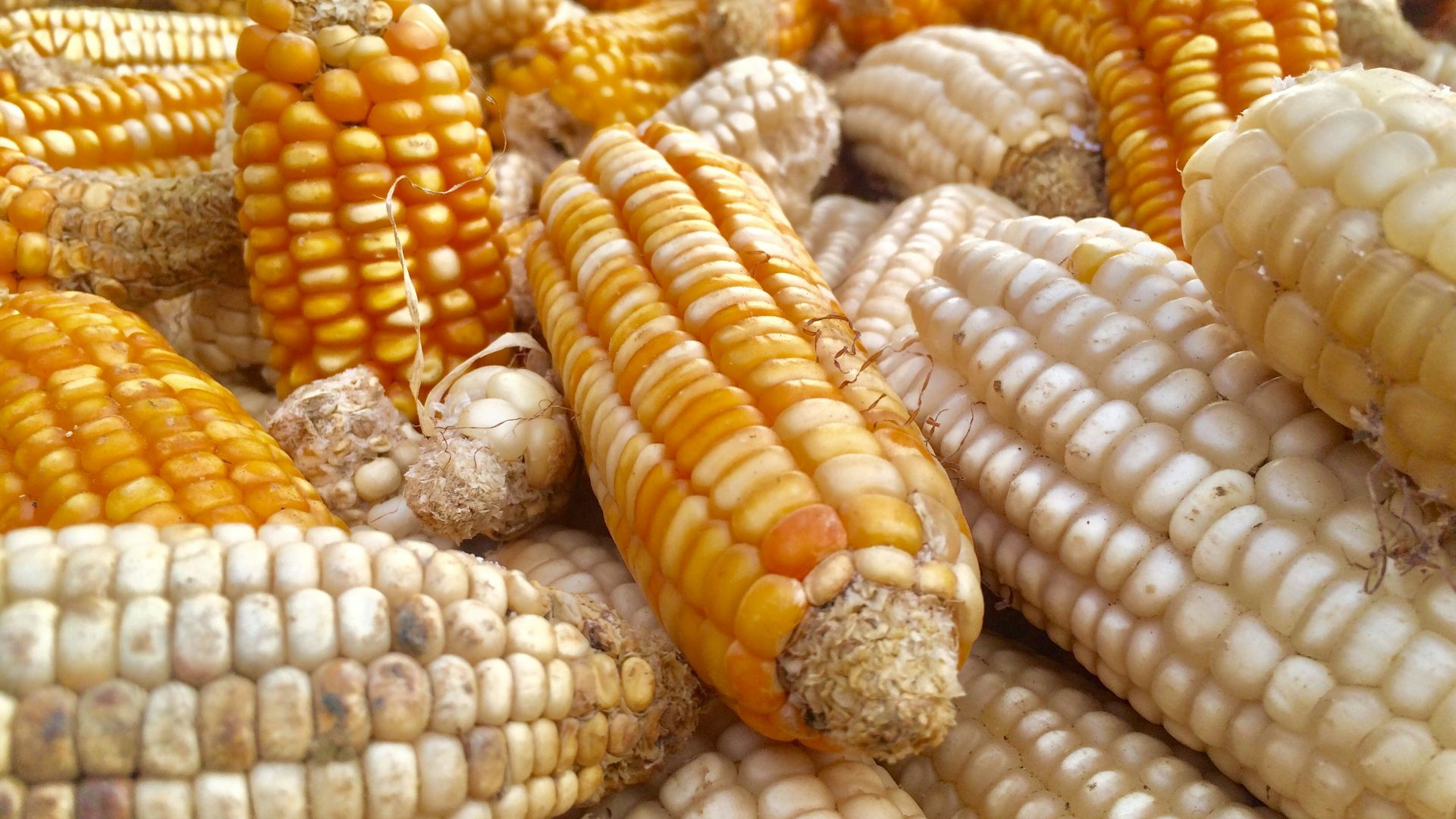 corn on gray metal tray