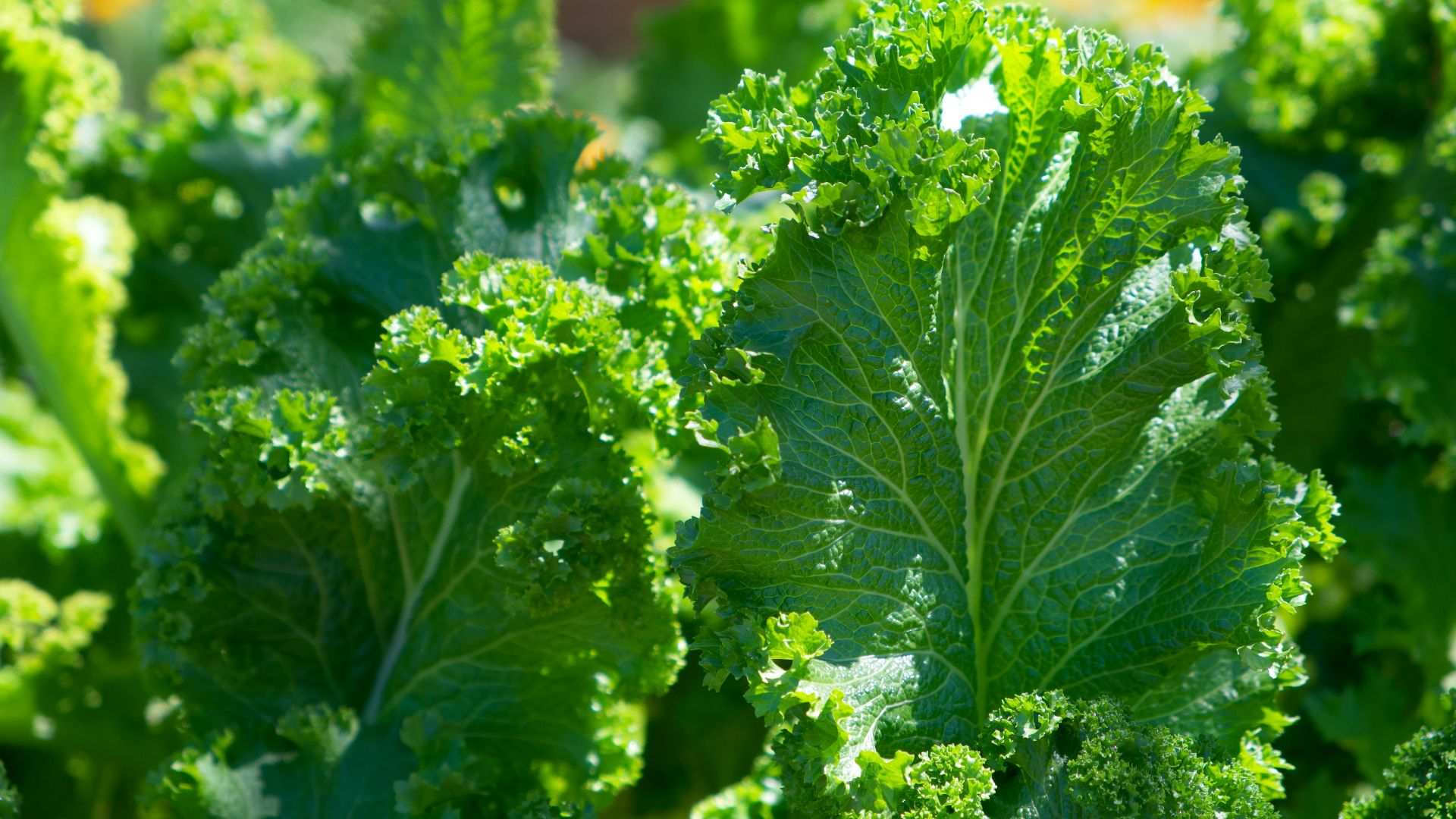 green plant in close up photography