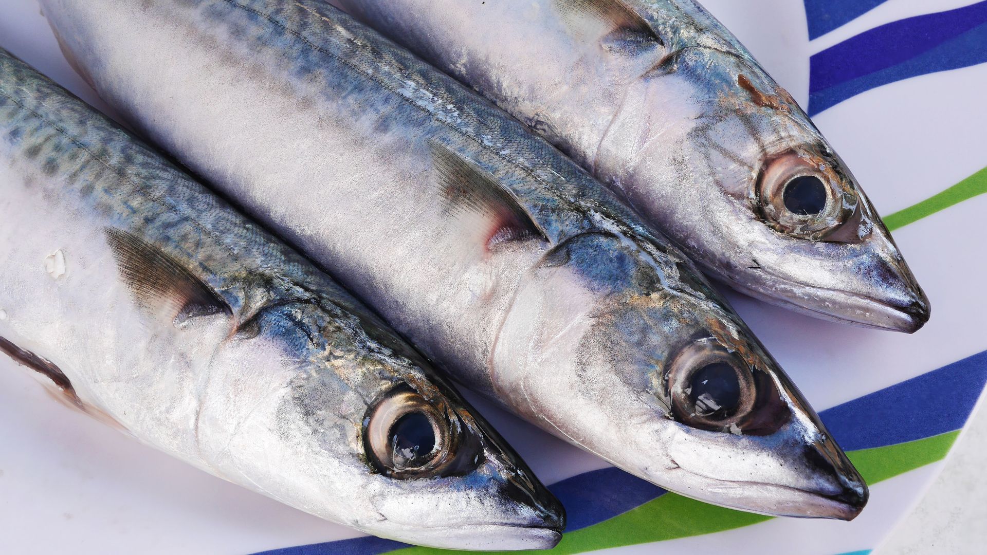 File:Atlantic mackerel (Scomber scombrus).jpg