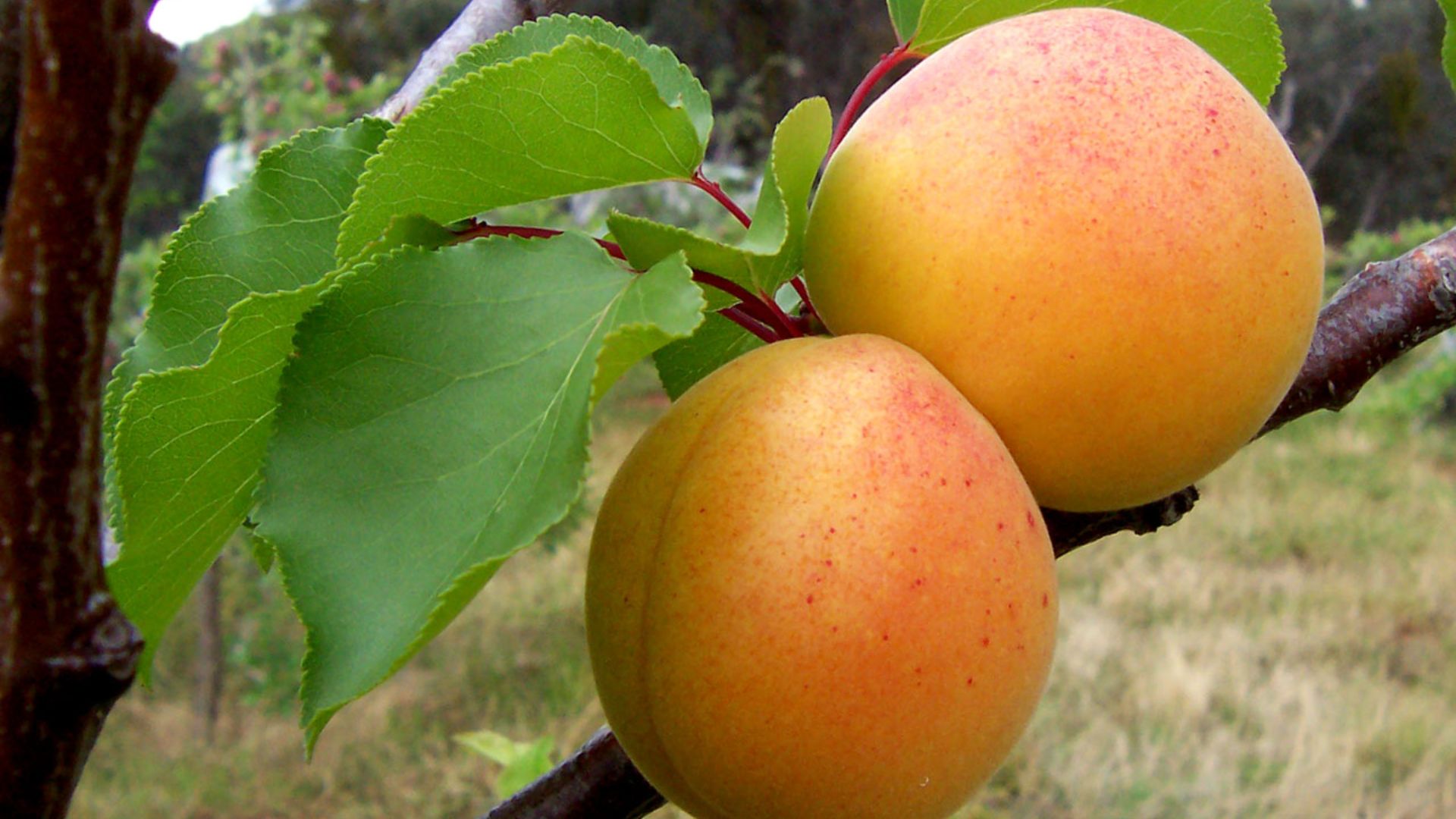 File:Apricots.jpg