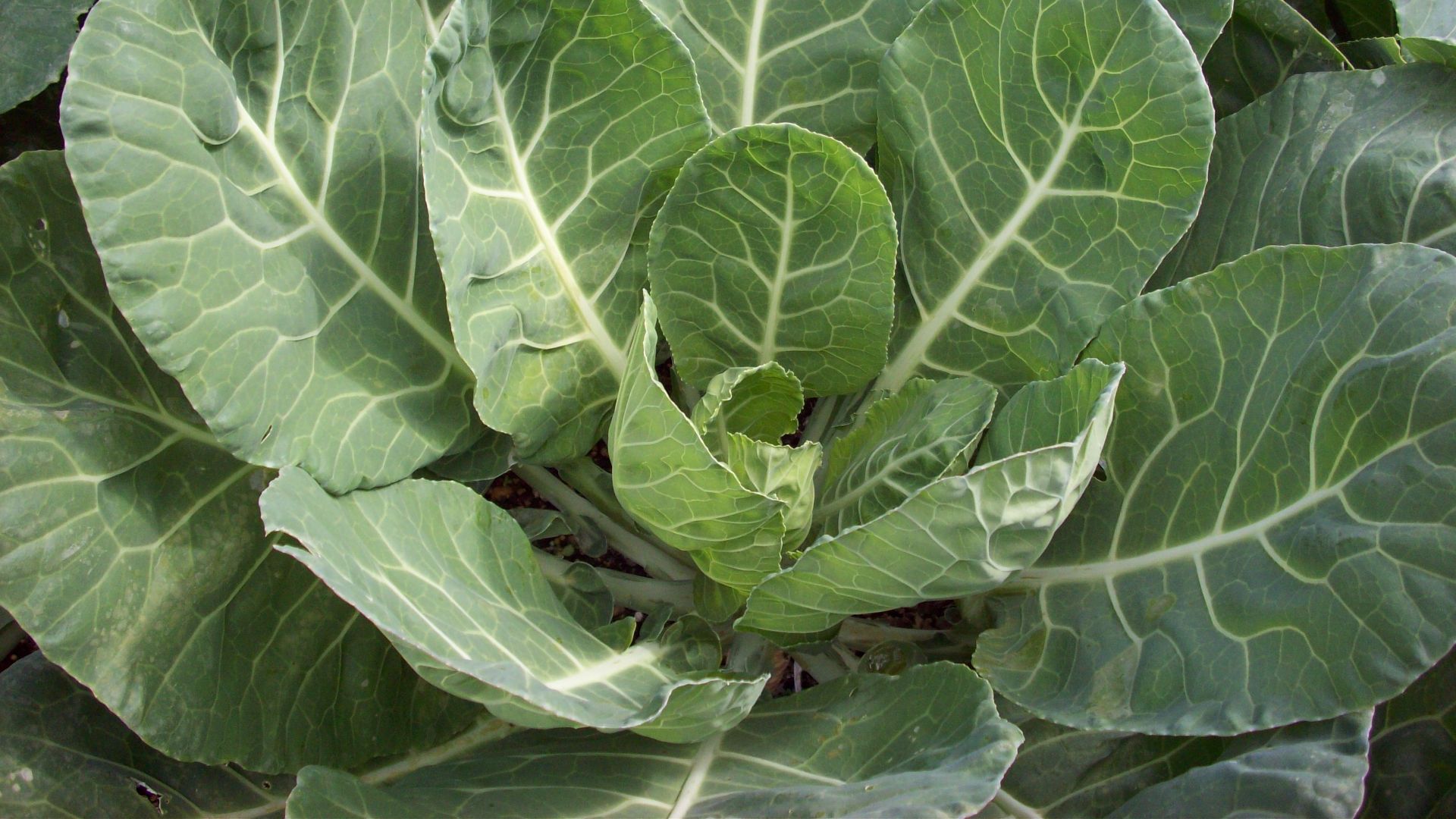 File:Collard Greens Brassica oleracea.jpg