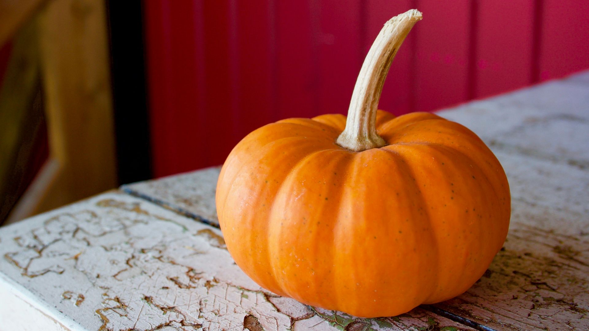 orange pumpkin on white table in pink room