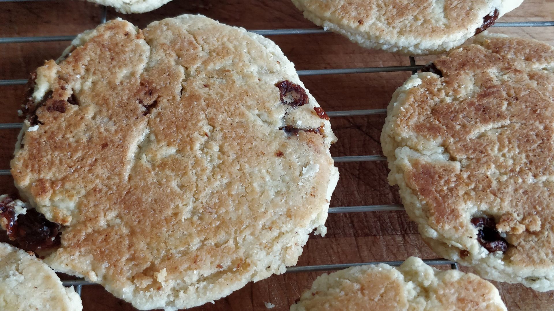 File:Singing hinnies.jpg