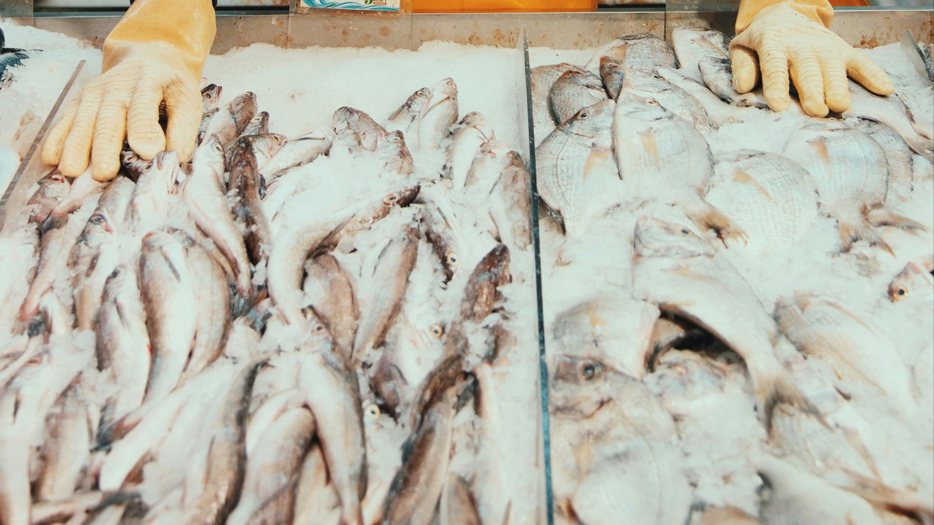 man wearing white polo shirt and brown apron standing near fish stands